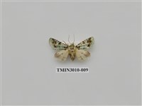 藏品(夜蛾619)的圖片